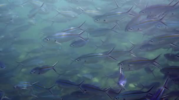 Faszinierender Blick Auf Eine Schar Blau Gestreifter Fische Die Anmutig — Stockvideo