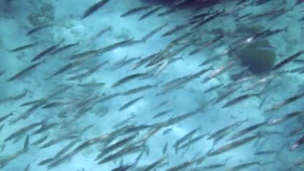 School Van Barracuda Vissen Zwemmen Kleurrijke Koraalrif Blauwe Oceaan Achtergrond — Stockvideo
