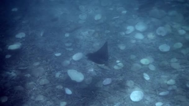 Descubre Cautivadora Vista Del Rayo Águila Deslizándose Por Mundo Submarino — Vídeos de Stock