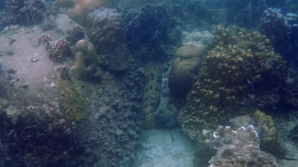 Odkryj Piękno Podwodnego Świata Dzięki Obecności Tygrysiej Rybki Kolorowe Żywe — Wideo stockowe