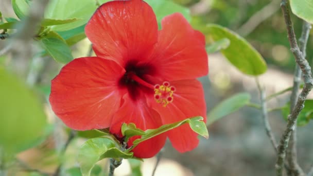 Nahaufnahme Von Rotem Hibiskus Frühling Makroaufnahme Von Lebendigen Blütenblättern Und — Stockvideo