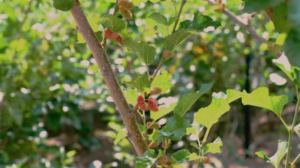 Red Mulberry Berries Vibrant Green Tree Branch Closeup Fresh Unripe — Stock Video