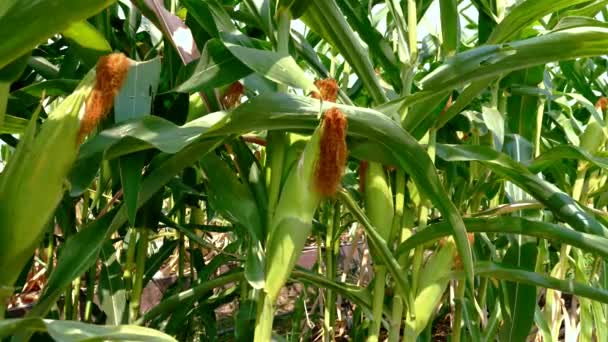 Gezonde Maïsplanten Gedijen Zonnige Landbouwgrond Groene Bladeren Gele Oren Uitgestrekt — Stockvideo