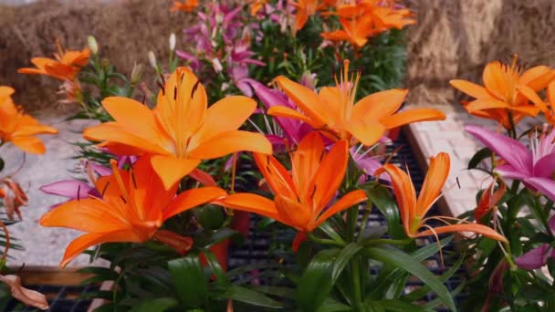 Narancssárga Liliom Virágok Mutatják Szépségüket Egy Virágüzletben Szekrény Élénk Szirmok — Stock videók