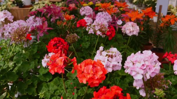 Красочные Цветы Красота Природы Ботанический Взрыв Розовые Красные Цветы Зеленые — стоковое видео