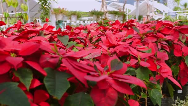 Rote Weihnachtssterne Reihen Sich Blumenladen Weihnachtspflanze Saisonal Blühende Nahaufnahme Dezemberhintergrund — Stockvideo
