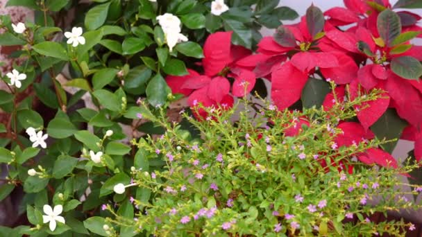 鮮やかな赤いポインセチアの列 花屋で祝祭の休日の装飾 季節の自然は魅力 クリスマスのシンボル 植物の贈り物 活気に満ちた装飾 メリーのお祝い — ストック動画