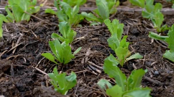 Čerstvé Zelené Listy Rostlin Organický Růst Zeleniny Úrodné Půdě Detailní — Stock video