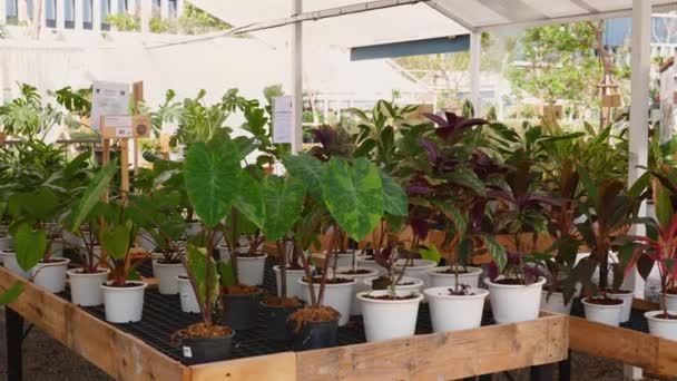 Tropical Κατάστημα Φυτών Εξωτερική Οθόνη Διαθέτει Ζωντανά Πράσινα Φύλλα Φρέσκα — Αρχείο Βίντεο