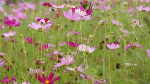 Весной Летом Расцветает Яркий Луг Цветы Космоса Двухцветные Розовые Фиолетовые — стоковое видео