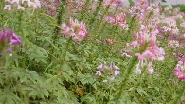 Γαλήνιο Λιβάδι Στολισμένο Ροζ Αγριολούλουδα Καλοκαίρι Άνθιση Του Ροζ Πράσινο — Αρχείο Βίντεο