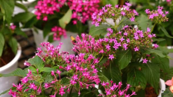 Květinové Opylení Včel Med Sbírající Pyl Růžových Květů Detailní Záběr — Stock video