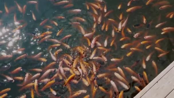 美しい日本庭園の池でタラピアの魚を食べる 静かな自然の環境でカラフルな水生生物 アジアンアウトドアリラクゼーション — ストック動画