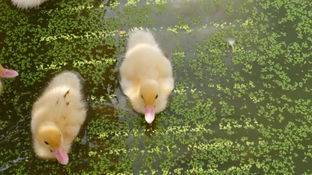 Güneşli Bir Yaz Gününde Küçük Şirin Ördek Yavruları Yeşil Bir — Stok video