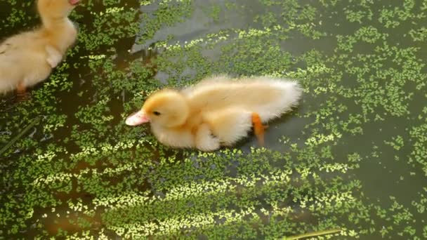 可爱的小鸭喜欢在池塘里游泳 池塘周围是茂盛的绿鸭草 小鸭在水里划桨时表现出天生的本能 — 图库视频影像