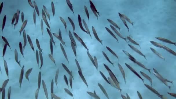 Подводный Риф Школой Рыб Барракуда Плавающих Голубых Водах Индонезии Морская — стоковое видео