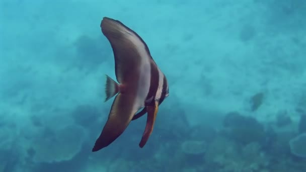 熱帯水域で泳ぐスペードフィッシュ 青い海は海洋野生生物の美しさを示しています 水中自然と水生の概念 — ストック動画
