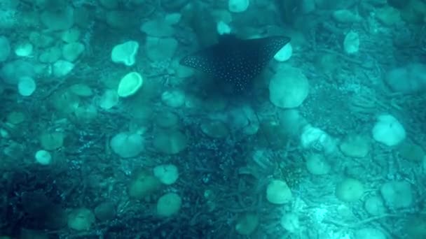Orlí Paprsek Proplouvá Hlubinami Oceánu Tao Thajsku Přírodní Korálové Útesy — Stock video