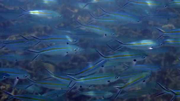 Mavi Çizgili Bir Balık Sürüsünün Karmaşık Desenlerini Canlı Renklerini Gösteren — Stok video