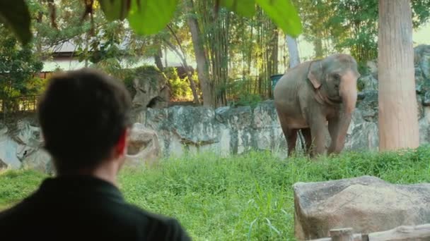 Человек Смотрящий Большого Слона Открытом Зоопарке Мужской Турист Сафари Наблюдает — стоковое видео