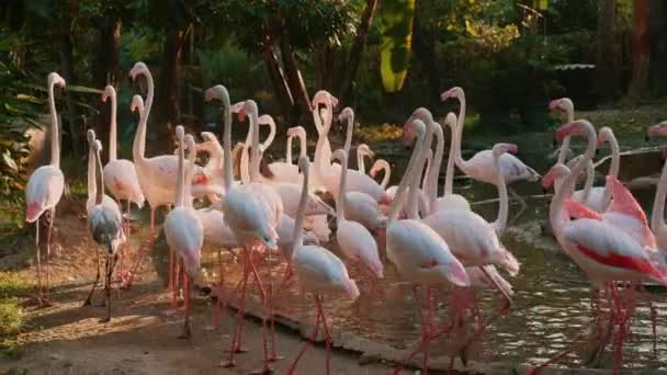 Карибські Фламінго Рожевим Оперенням Збираються Ставку Таїландському Зоопарку Екзотичні Птахи — стокове відео
