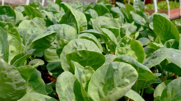 Brassica Tillväxt Frodig Växthusmiljö Färsk Ekologisk Grönsaksodling Med Friska Blad — Stockvideo