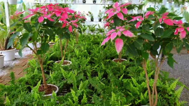 Helder Roze Poinsettia Bloemenwinkel Seizoensgebonden Bloemen Close Natuur Schoonheid Feestelijk — Stockvideo