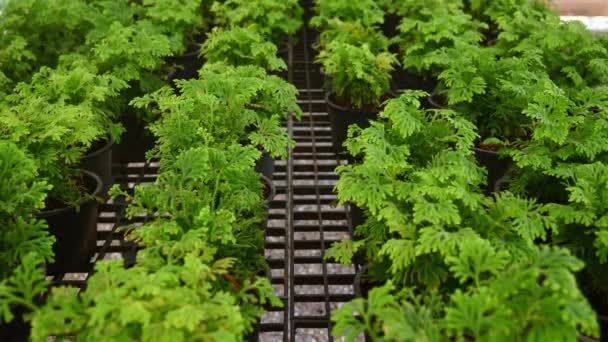 緑色のセルジネラ クロシアナは温室で出発する オーガニック栽培 新鮮な成長 活気のある葉 植物産業とガーデニングの背景 — ストック動画
