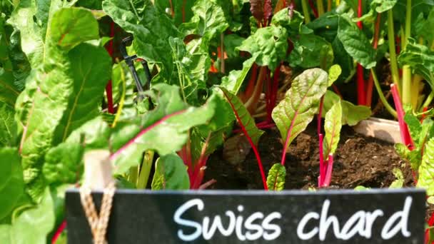 Hojas Acelga Verde Suiza Verduras Orgánicas Frescas Vibrante Follaje Rojo — Vídeo de stock