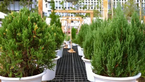 Șirul Ienupăr Verde Înconjoară Magazinul Flori Prezentând Multe Plante Conifere — Videoclip de stoc