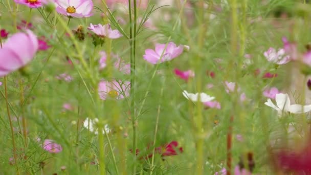 Blühendes Blumenfeld Sonnigem Tag Wildblumen Färben Die Landschaft Rot Rosa — Stockvideo