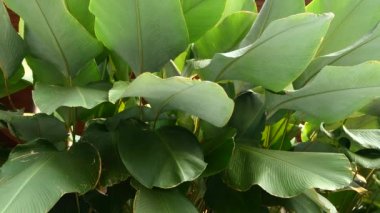 Yeşil Tropikal Yapraklar Yakın Çekim Arkaplanı. Taze, canlı yeşil tropikal yaprakların detaylı yakın çekimi. Parlak, organik desenli botanik doku, yaz ve doğa güzelliği..