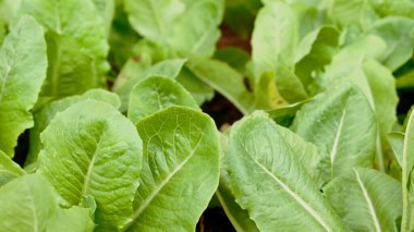 Sebze bahçesinde yemyeşil marul yaprakları. Çiğ salata için besin zengini mahsul. Canlı yeşilliklerin yakın görüntüsü.