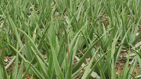 Plantación Aloe Vera Campo Tropical Crecimiento Verde Exuberante Agricultura Orgánica — Foto de Stock