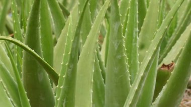 Yakın plan Aloe Vera Organik Bahçede Ayrıldı. Taze, yeşil aloe vera yaprakları, doğal, kırsal bir bahçe ortamında. Tropikal bir ortamda tarım büyümesi.