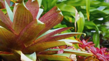 Yeşil Yaprak yağmur damlaları. Doğa güzelliği, bahçesinde yağmur damlaları olan taze yeşil yapraklar. Yakın çekim makro çekim, ıslak ve canlı yaprak dokusu.