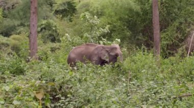 Tayland 'da Asya fili. Görkemli memeliler, dişler, yağmur ormanları. Tayland 'daki Fil Doğa Parkı' nda turist karşılaşması.