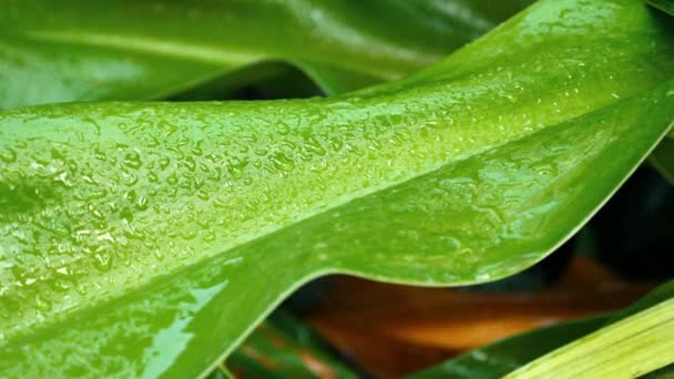 Żywe Liście Zielonego Deszczu Piękno Natury Świeżych Zielonych Liściach Kroplami — Wideo stockowe