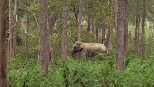 亚洲的母象和小象 探索热带雨林的美丽 因为这些可爱的哺乳动物在它们的自然栖息地自由地漫游 家庭历险在等待着 — 图库视频影像