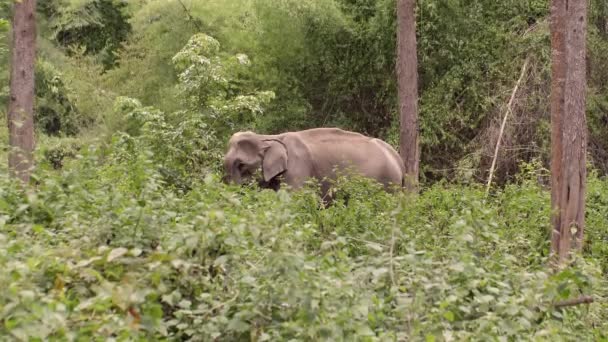 亚洲象在泰国热带雨林吃草 年轻的亚洲象在茂密的绿色丛林里 泰国荒原保护工作的象征 — 图库视频影像