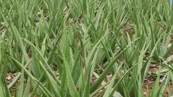 Plantación Aloe Vera Campo Tropical Crecimiento Verde Exuberante Agricultura Orgánica — Vídeo de stock