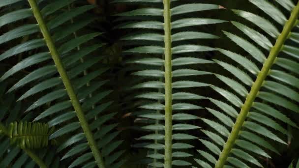Padrões Botânicos Folhagem Tropical Natureza Close Detalhado Folhas Tropicais Verdes — Vídeo de Stock