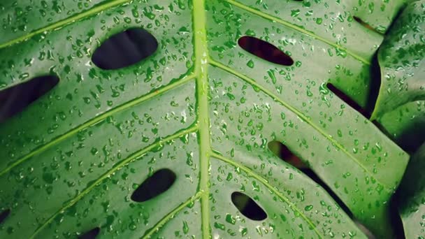 Liście Zielonego Potwora Żywe Tropikalne Liście Dla Jasnej Świeżej Atmosfery — Wideo stockowe