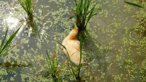 小さな黄色いアヒルは晴れた夏の日に緑の池で自由に泳ぎます 彼らの愛らしい服装で野生生物の純粋な自然な喜び 自然の生息地でかわいい赤ちゃんアヒルのコンセプト — ストック動画