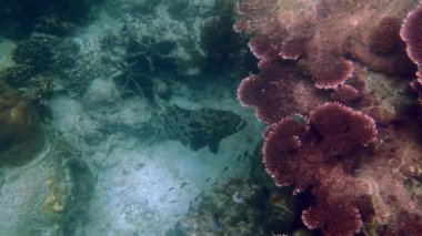 Suyun altında, bir kaplan balığı tropikal okyanusta gezinir. Renkli ve egzotik görünüşü deniz yaşamının güzelliğine katkı sağlar. Tropikal sualtı yaban hayatı kavramı.
