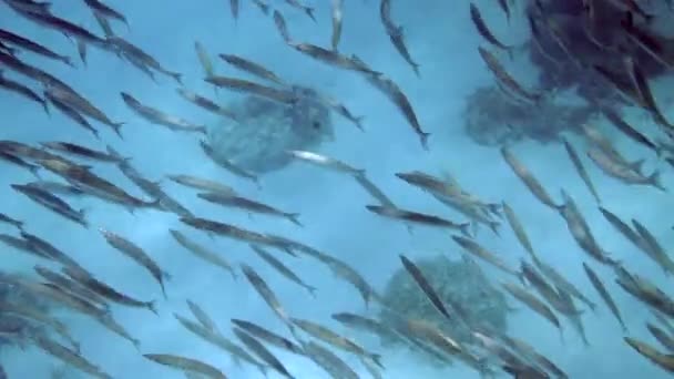 Рыба Барракуда Плавает Глубоком Синем Море Школа Барракуд Плавает Естественной — стоковое видео