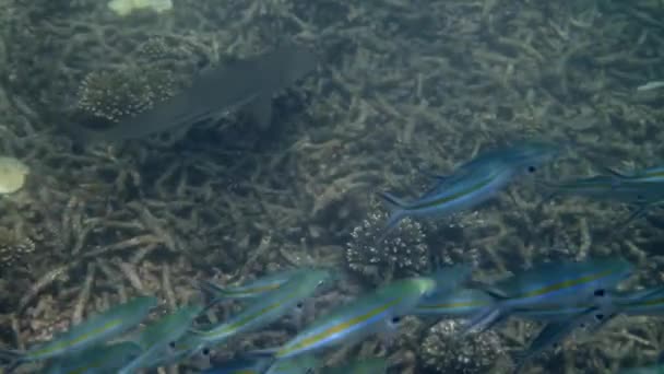 Чёрная Акула Охотится Голубую Полосатую Рыбу Живом Коралловом Рифе Подводная — стоковое видео