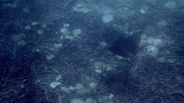Fläckig Örnstråle Simmar Graciöst Genom Livliga Korallreven Koh Tao Thailand — Stockvideo