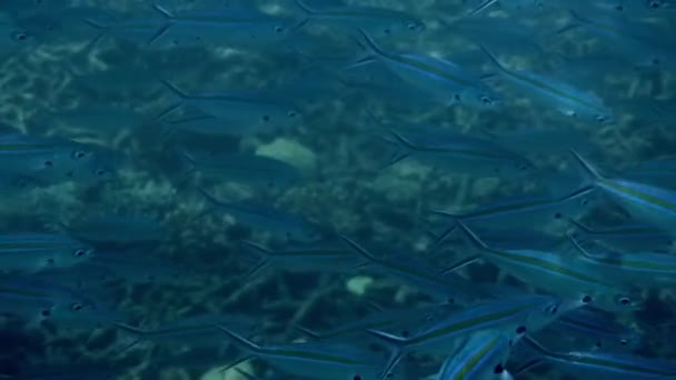 Scissortail Fusilier Fish Swimming Vibrant Coral Reef Concept Tropical Underwater — Stock Video