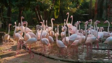 Pembe Karayip flamingo grubu Tayland Hayvanat Bahçesi Parkı 'nda yeşil gölette yüzüyorlar. Çarpıcı tüyleri olan egzotik flamingo kuşları canlı vahşi yaşam görüşü yaratır. Tropikal ortamda renkli vahşi yaşam kavramı.